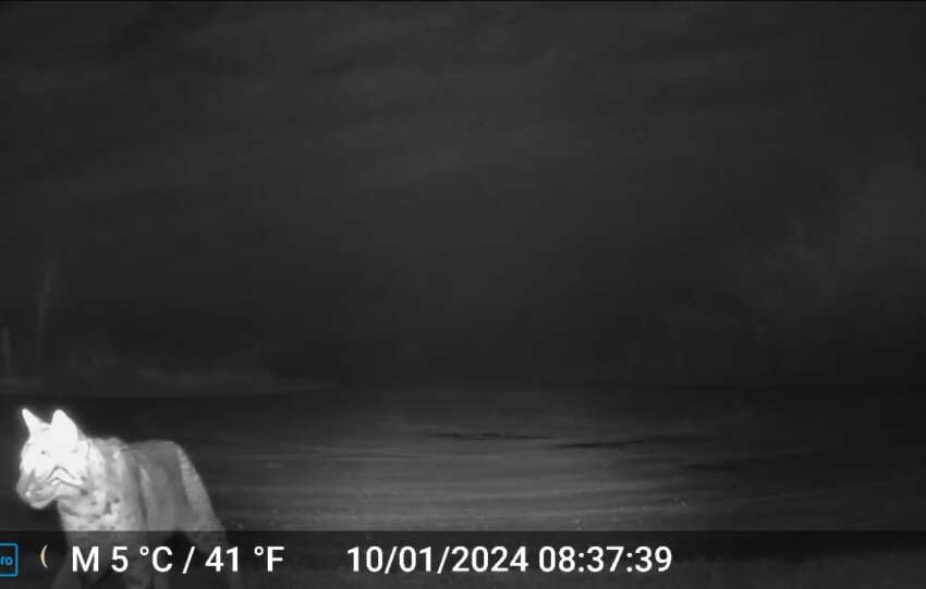 bobcat columbus metro parks