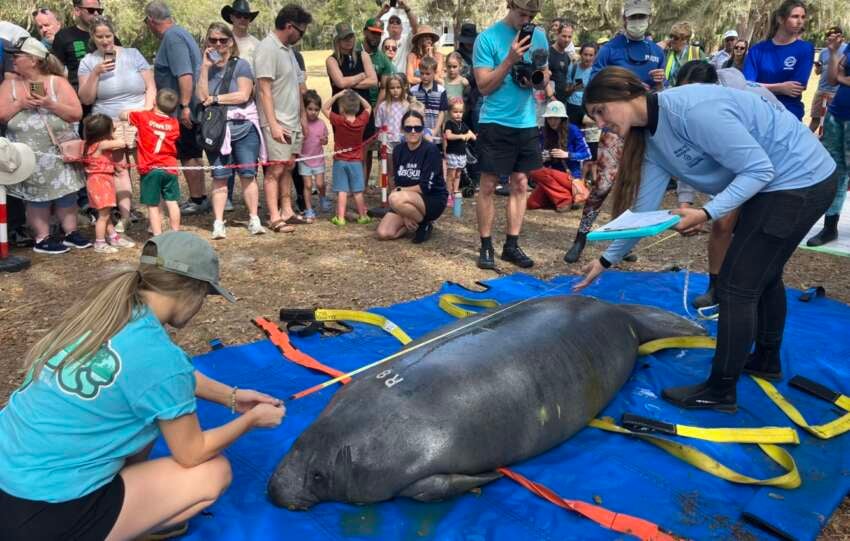 manatee release