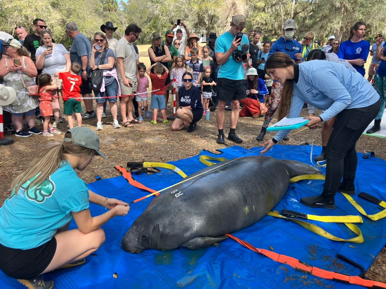manatee release