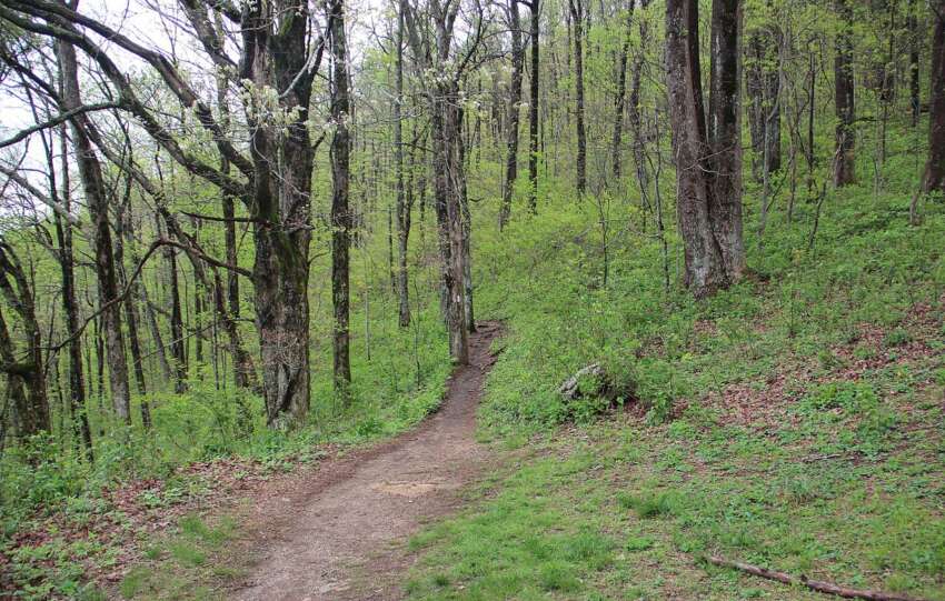 the appalachian trail through forest