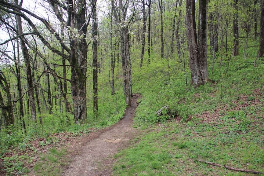 the appalachian trail through forest