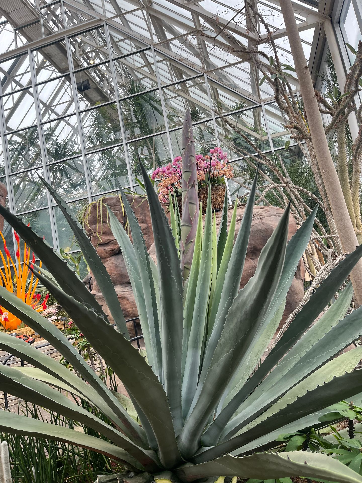 century plant at franklin park conervatory
