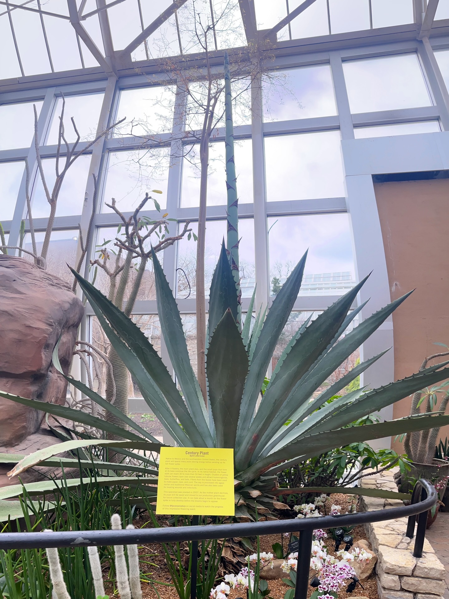 century plant blooming