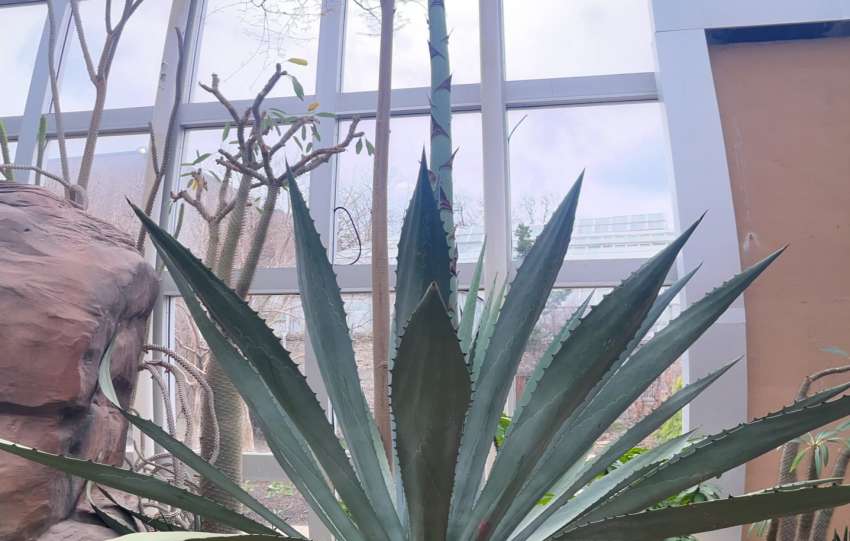 century plant blooming