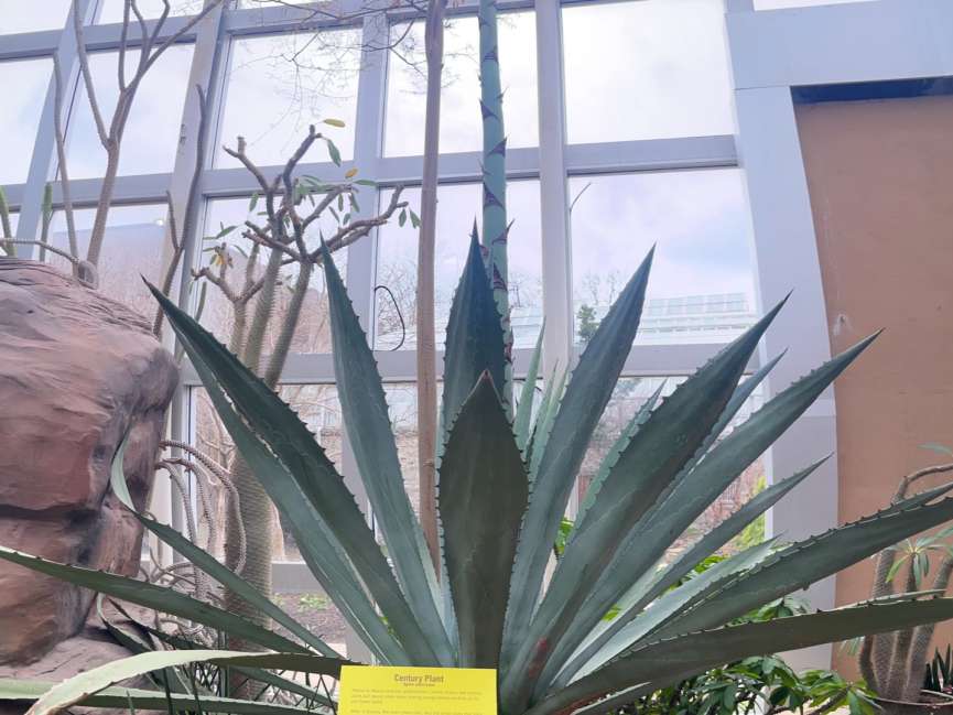 century plant blooming