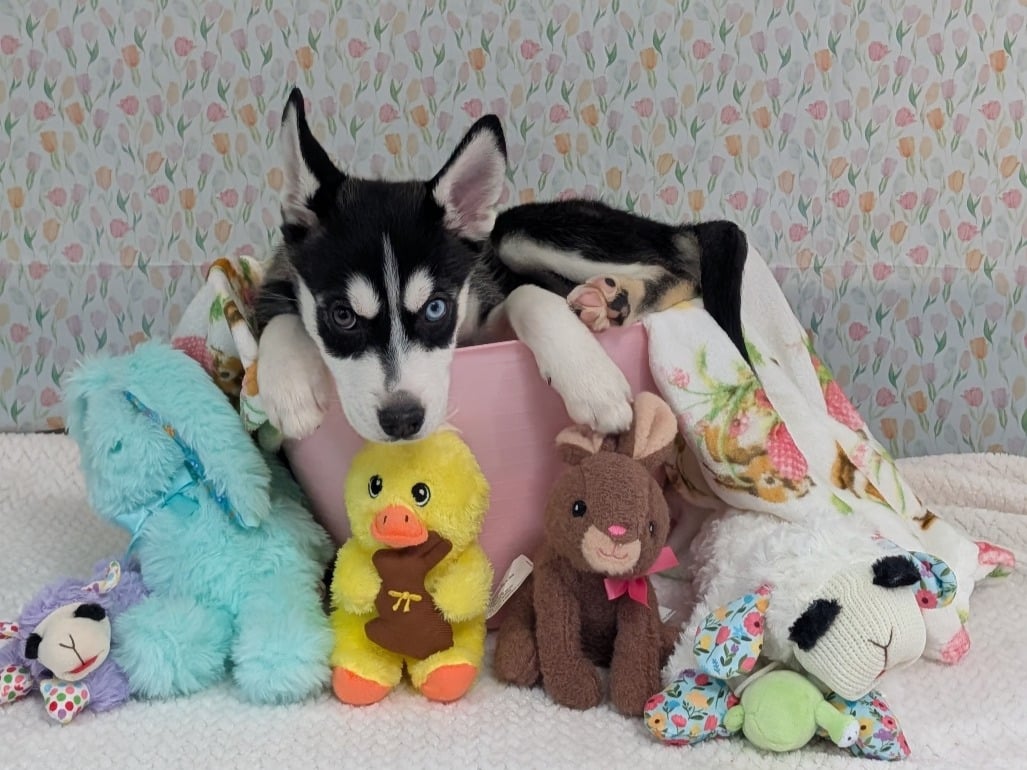 Seven Husky Puppies At The Delaware County Humane Society Need Families