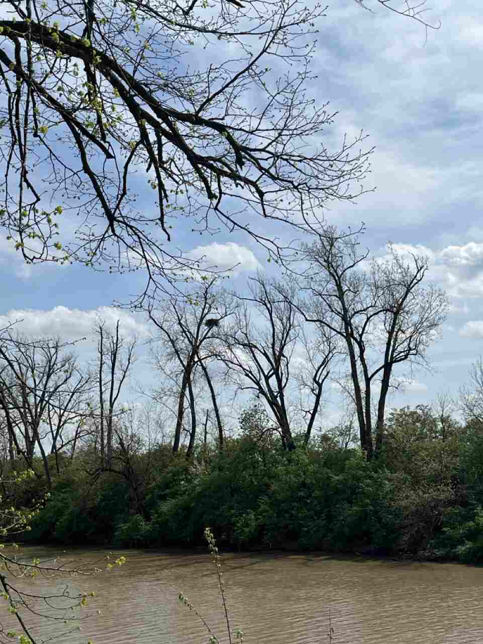 bald eagle nest in tree