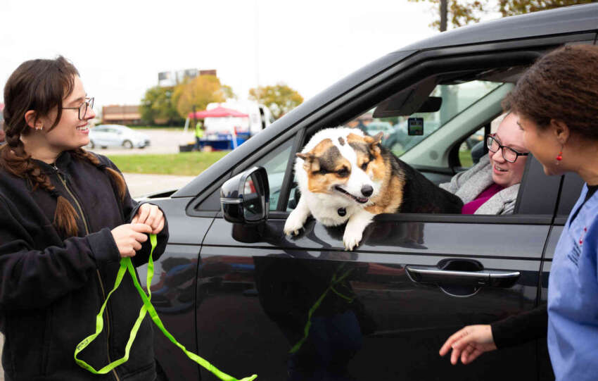 dog in car window