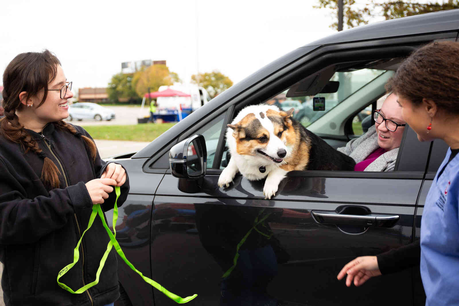 dog in car window