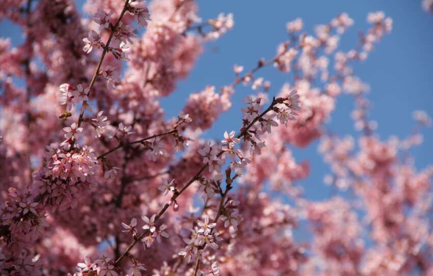 cherry blossom blooms
