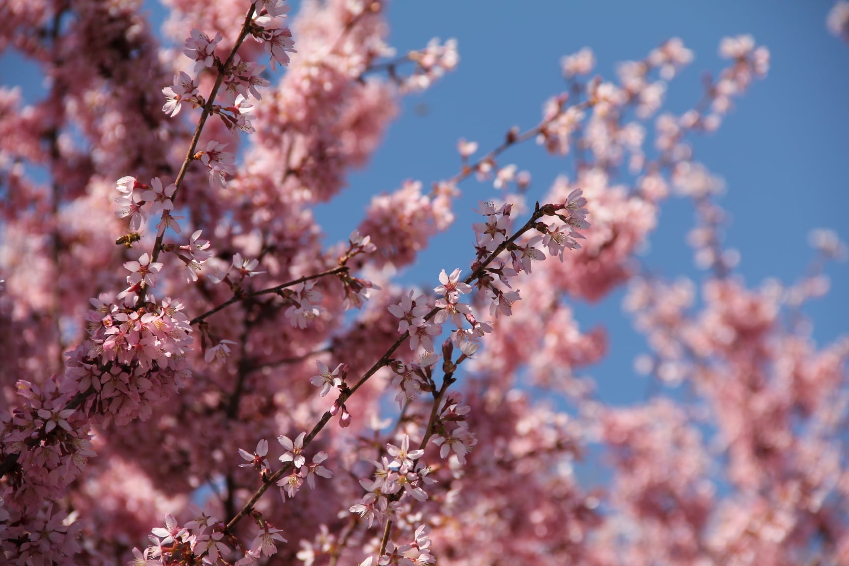 cherry blossom blooms