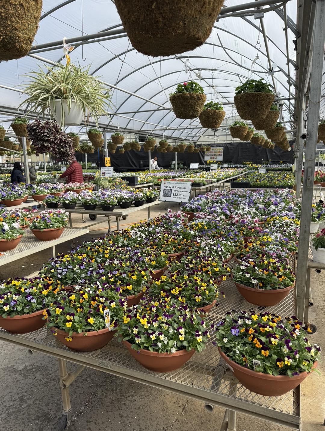 Nearly Century-Old Columbus Greenhouse DeMonye’s Will Close This Summer 1 plants for sale at demonye's greenhouse