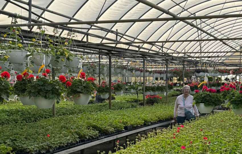 demonyes greenhouse plants