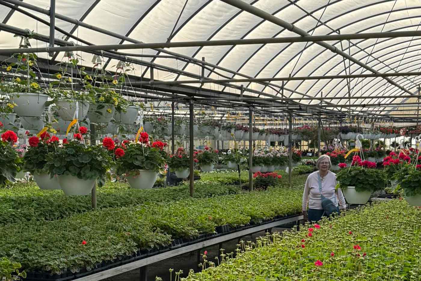demonyes greenhouse plants