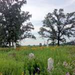 headstones in prairie of wildflowers
