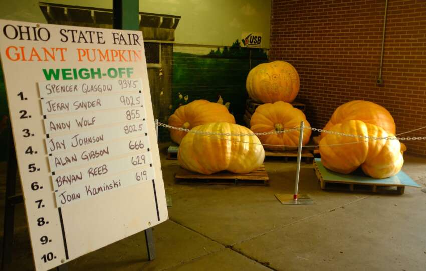 Giant pumpkins on pallets beside the Ohio State Fair Giant Pumpkin Weigh-Off leaderboard, the winner topping 900 pounds