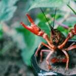 a red swamp crayfish standing among plants