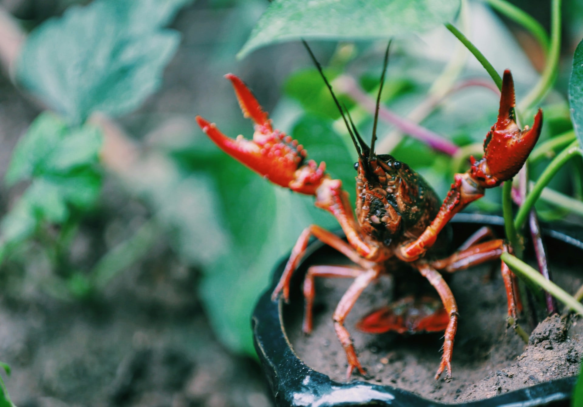 Have You Seen These Little Red Crayfish Around Columbus?