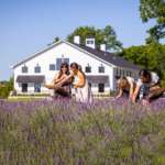 people picking lavender in field