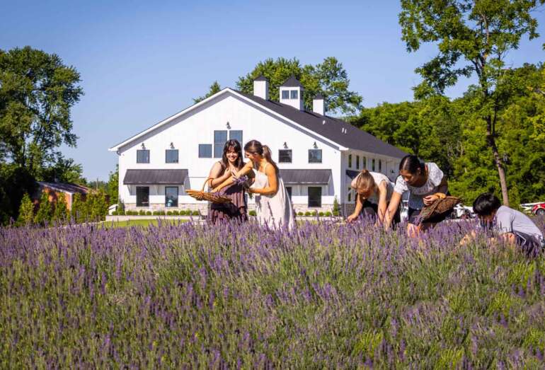 Ohio's Largest Lavender Farm Is Opening This Weekend 5 people picking lavender in field