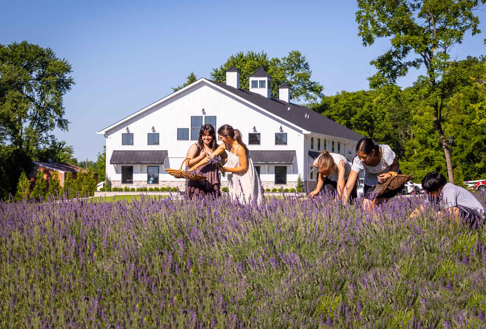 Ohio's Largest Lavender Farm Is Opening This Weekend