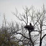 Here’s How You Can Help Ohio Track Bald Eagle Nests Adult bald eagle on a nest