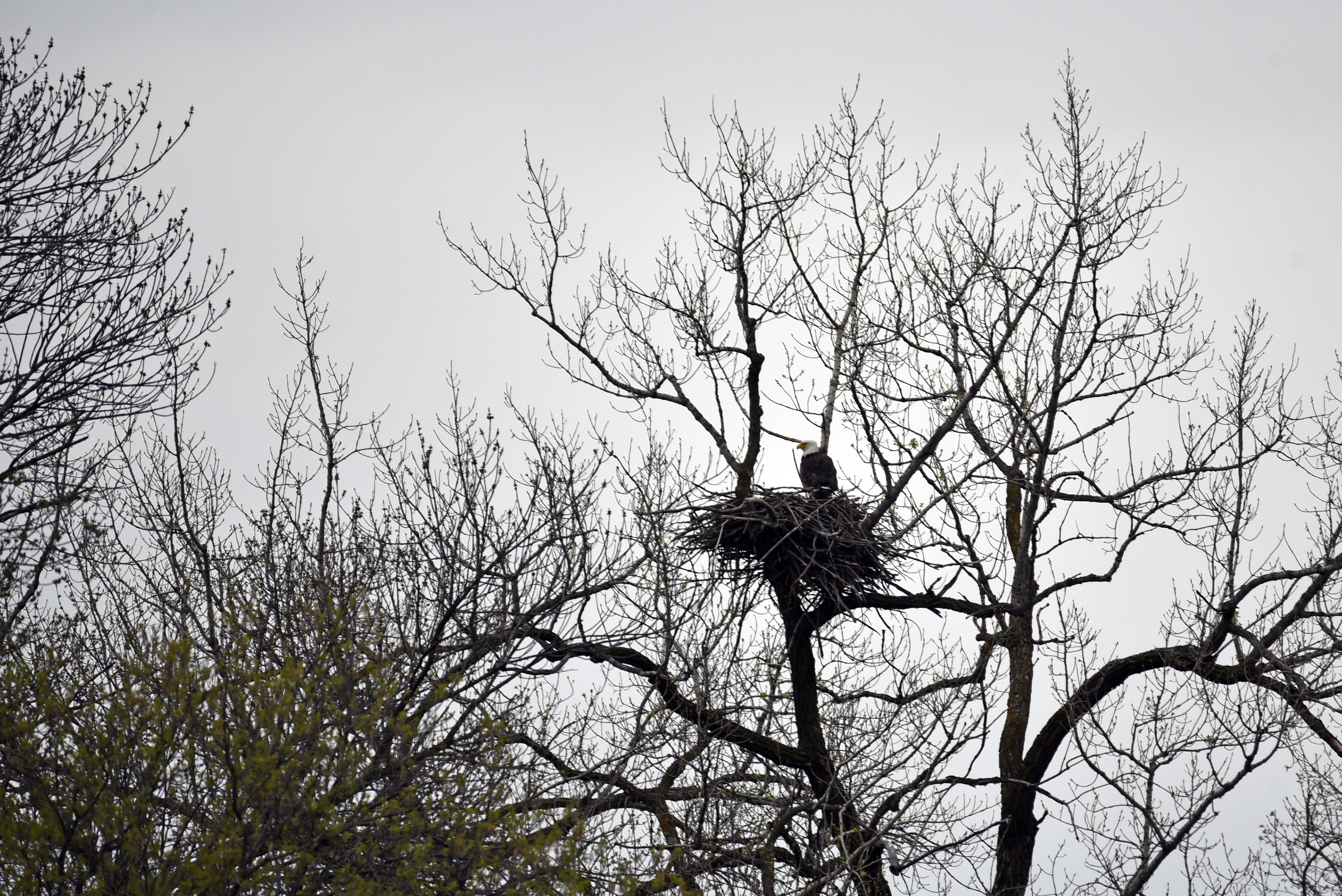 Here’s How You Can Help Ohio Track Bald Eagle Nests 1 Adult bald eagle on a nest