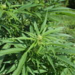 A cannabis sativa plant