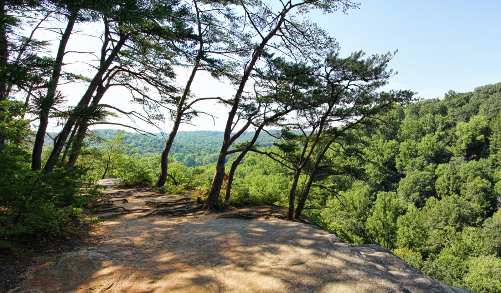 Pines on the sandstone rim above the gorge at Conkle's Hollow State Nature Preserve