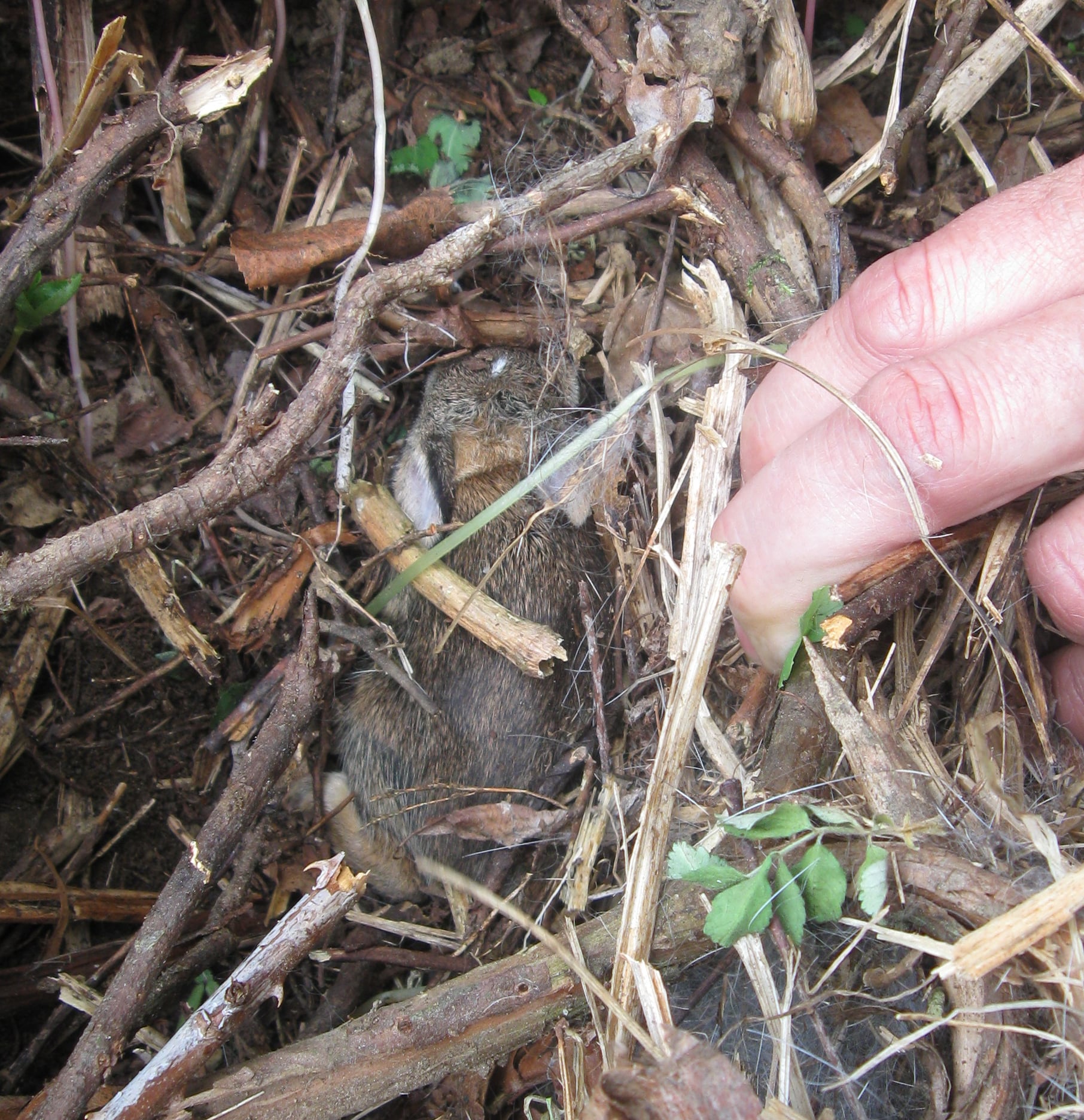 A juvenile eastern cottontail rabbit sitting in a grassy nest