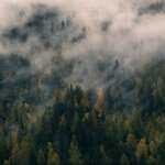 The 11 Most Bizarre Cryptids And Monsters From Ohio Fog hanging over a dense pine forest