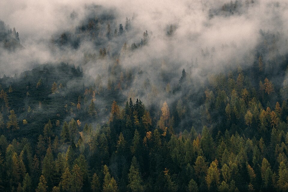 7 Unique Outdoorsy Day Trips Within 3 Hours Of Columbus 2 Fog hanging over a dense pine forest