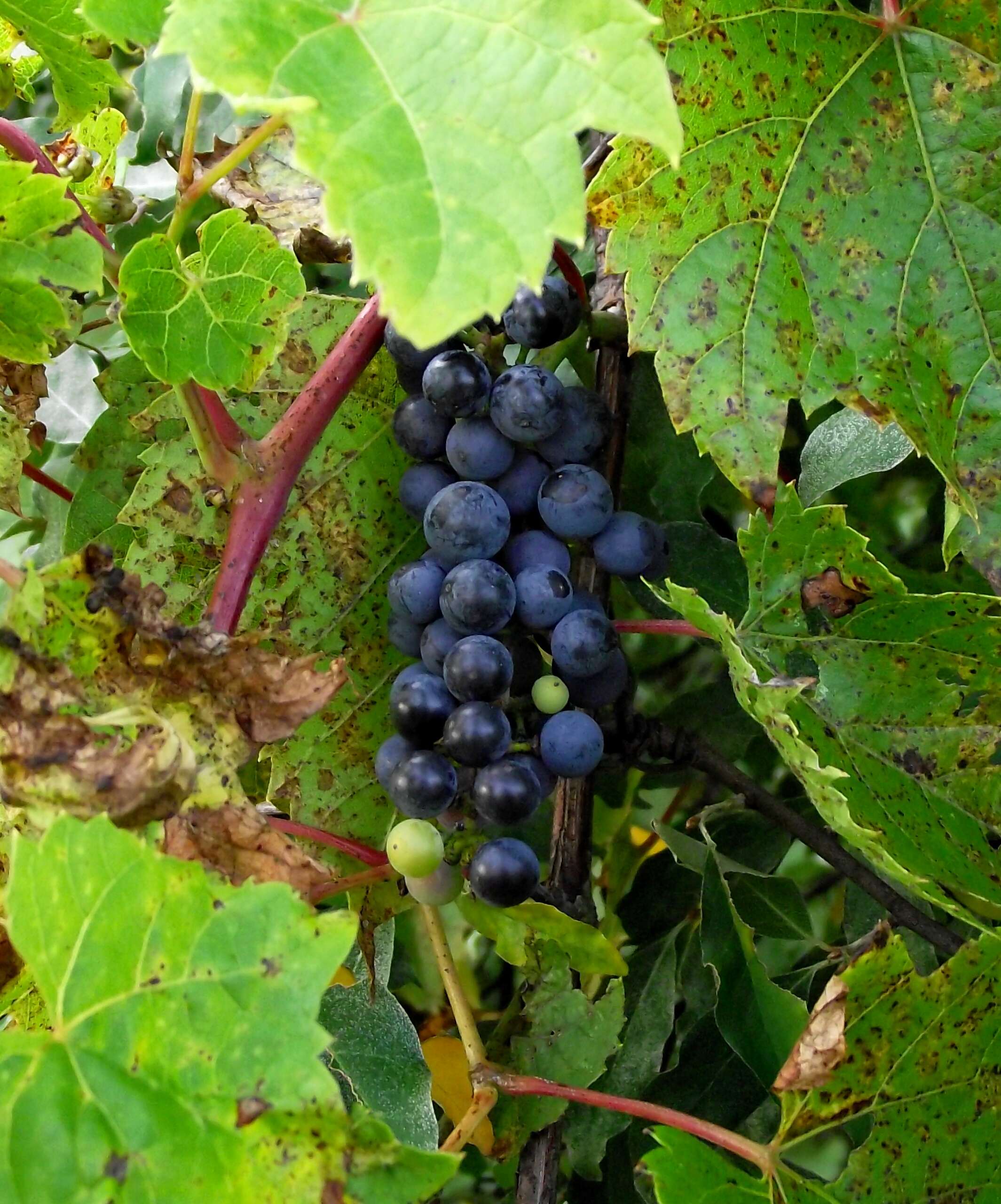 7 Fall Fruits You Can Forage in Ohio (And How to Find Them) 5 Cluster of wild frost grapes on the vine