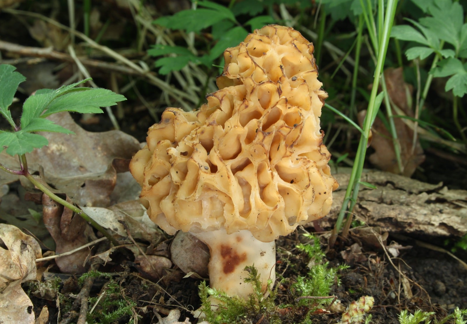 Yellow morel mushroom growing out of the leaf litter on a forest floor