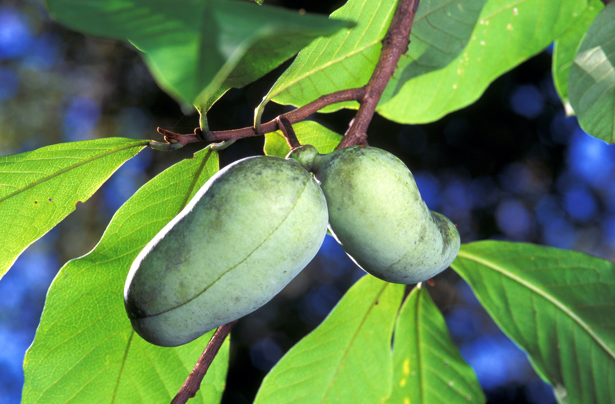 Two green pawpaw fruits hanging from a branch among leaves