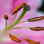 Pollen dusting the petals of a pink bloom