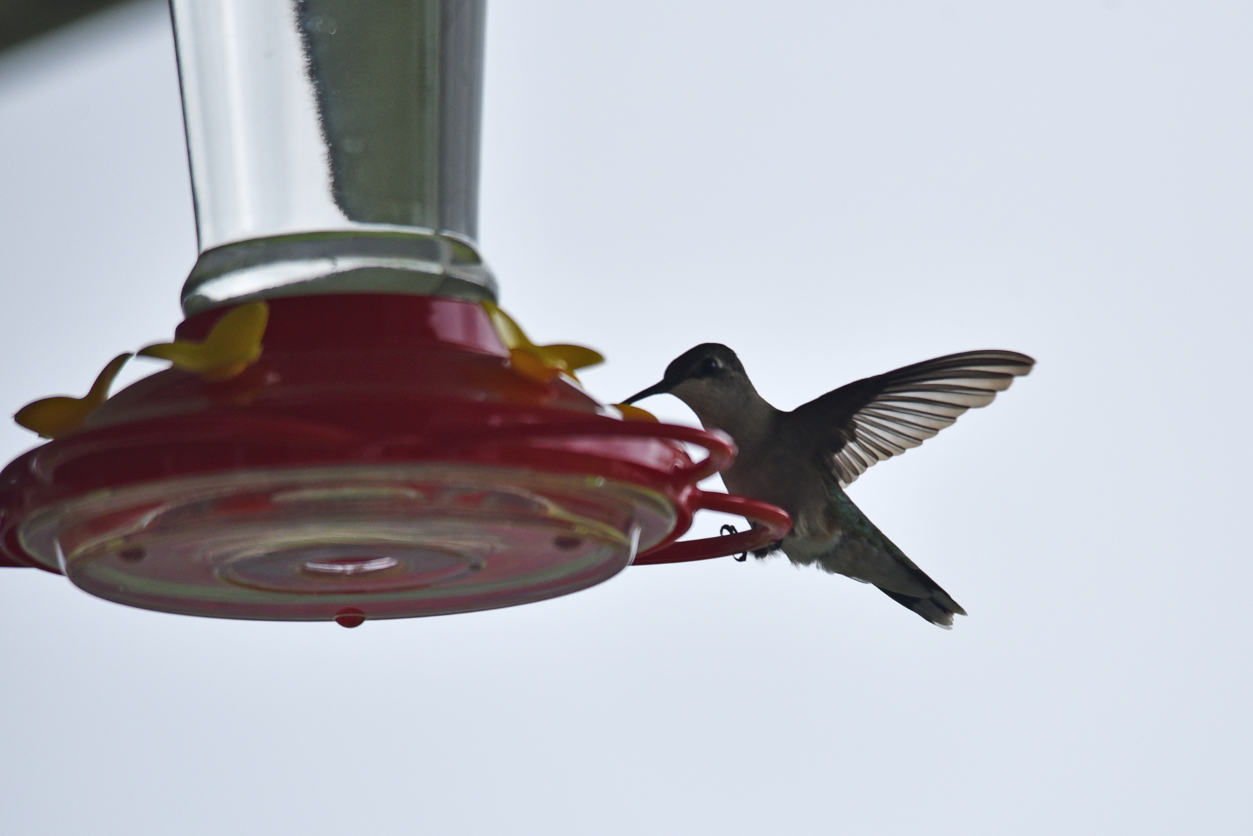 Hummingbird Season Is Almost Here! Thousands of These Tiny Birds Are Heading to Ohio 1 A ruby-throated hummingbird in flight