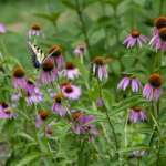 A tiger swallowtail butterfly feeding on purple coneflower at Three Creeks Metro Park