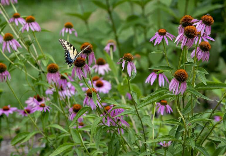 A tiger swallowtail butterfly feeding on purple coneflower at Three Creeks Metro Park