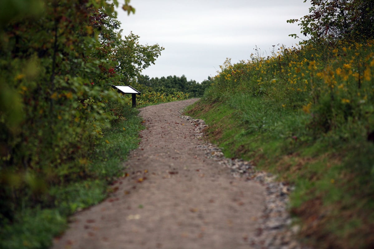 Gravel trail climbing past goldenrod in Wayne National Forest