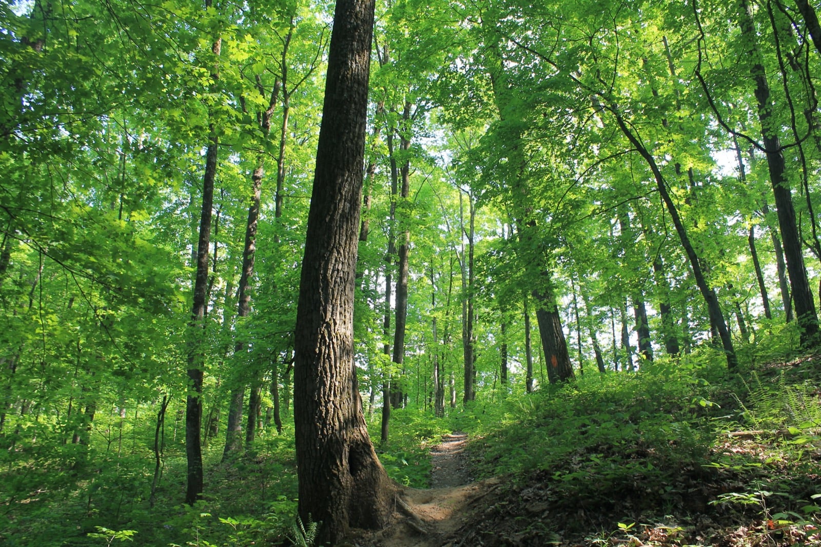 Backpacking trail winding through tall green hardwoods in Zaleski State Forest