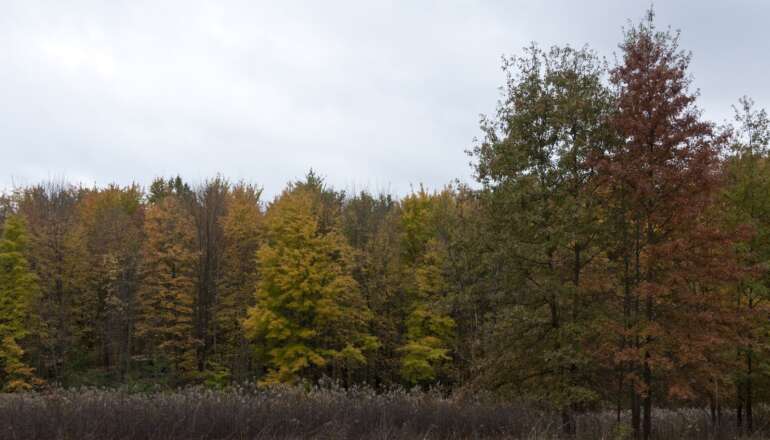 The 10 Best Fall Hikes Near Columbus 5 Beech and maple forest in peak orange and yellow fall color at Blendon Woods Metro Park