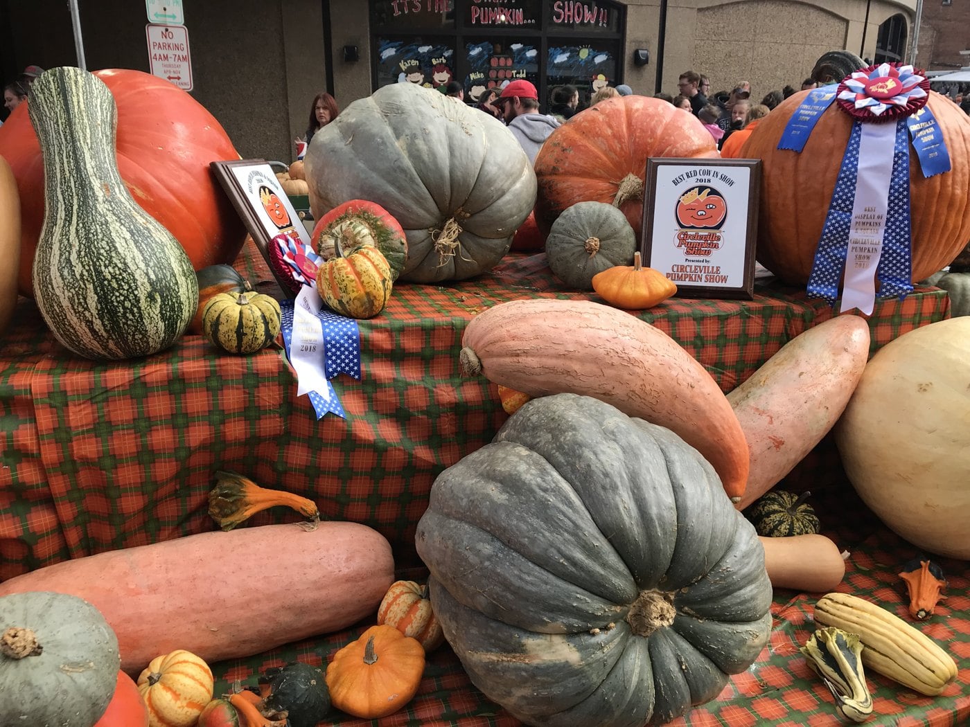 Circleville Pumpkin Show: Parade Schedule, Parking, Shuttles and What to Eat 2 Ribbon-winning giant gourds and squash on a checkered tablecloth at the Circleville Pumpkin Show