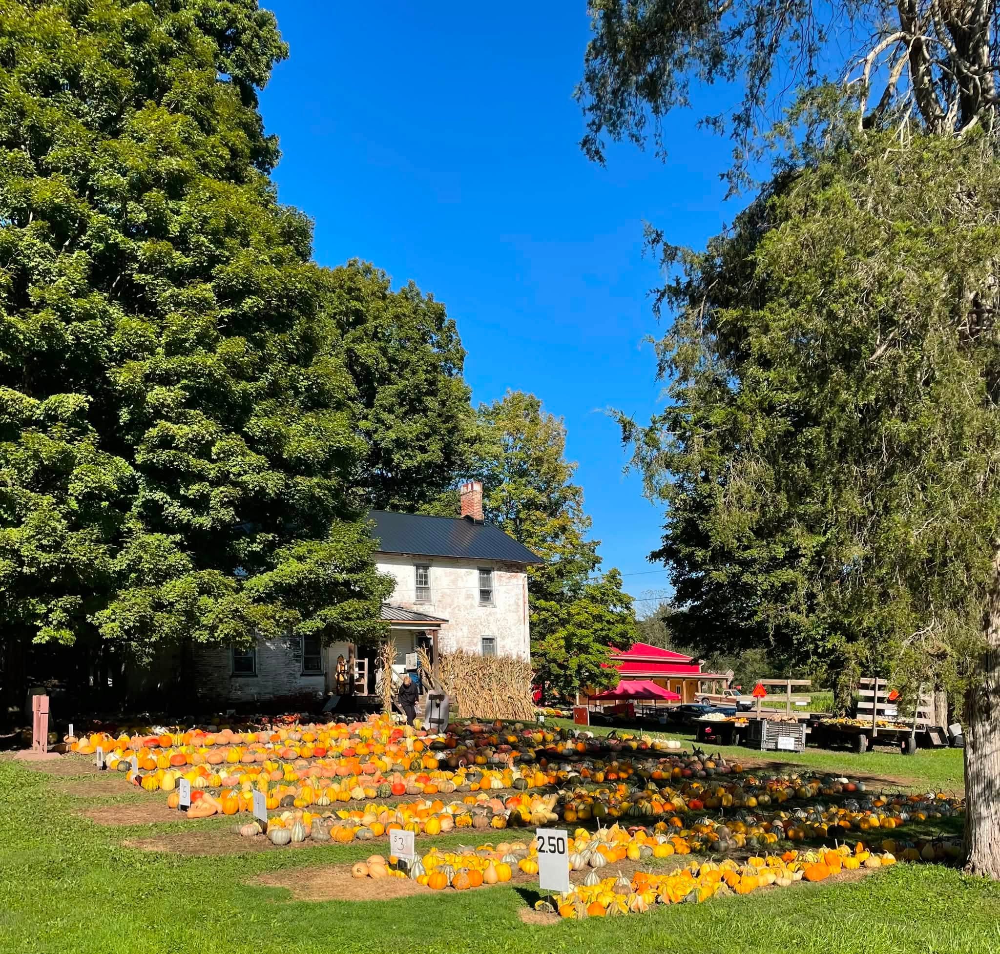13 Perfect Pumpkin Patches To Check Out Around Columbus 12 pumpkins and mums in rows
