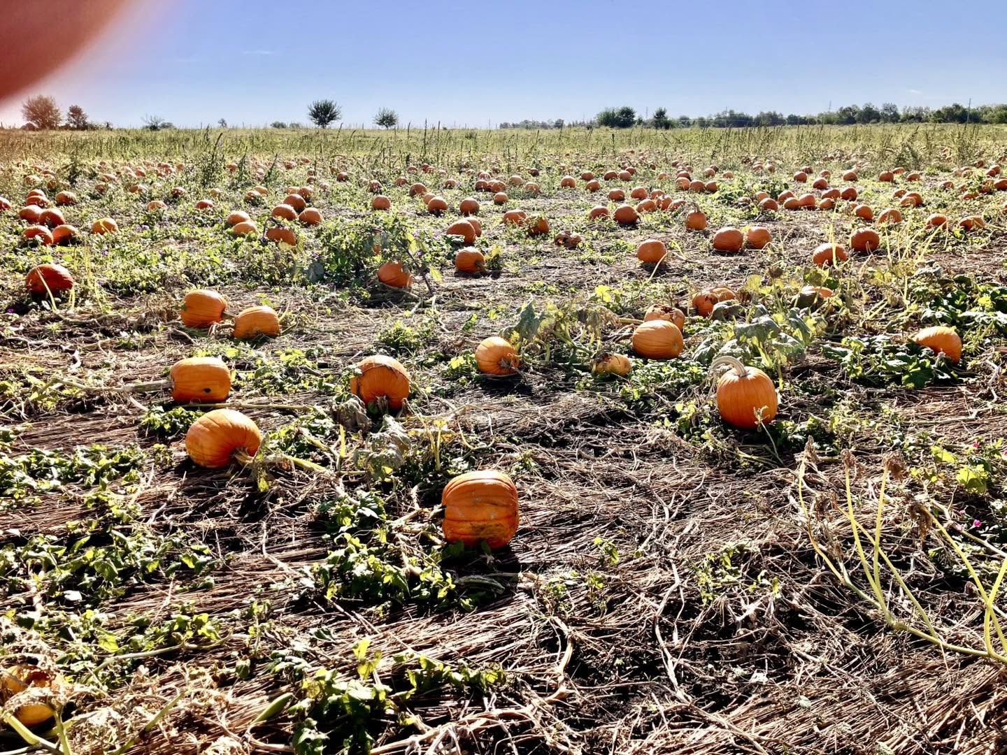 13 Perfect Pumpkin Patches To Check Out Around Columbus 11 pumpkins growing in field