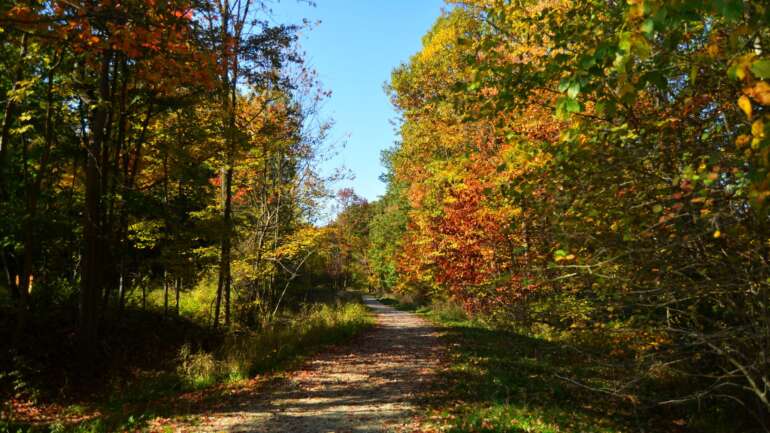 Cuyahoga Valley National Park Belongs On Your Fall Bucket List 7 A gravel trail runs between trees in bright red, orange and yellow fall color under a clear blue sky in Cuyahoga Valley National Park.