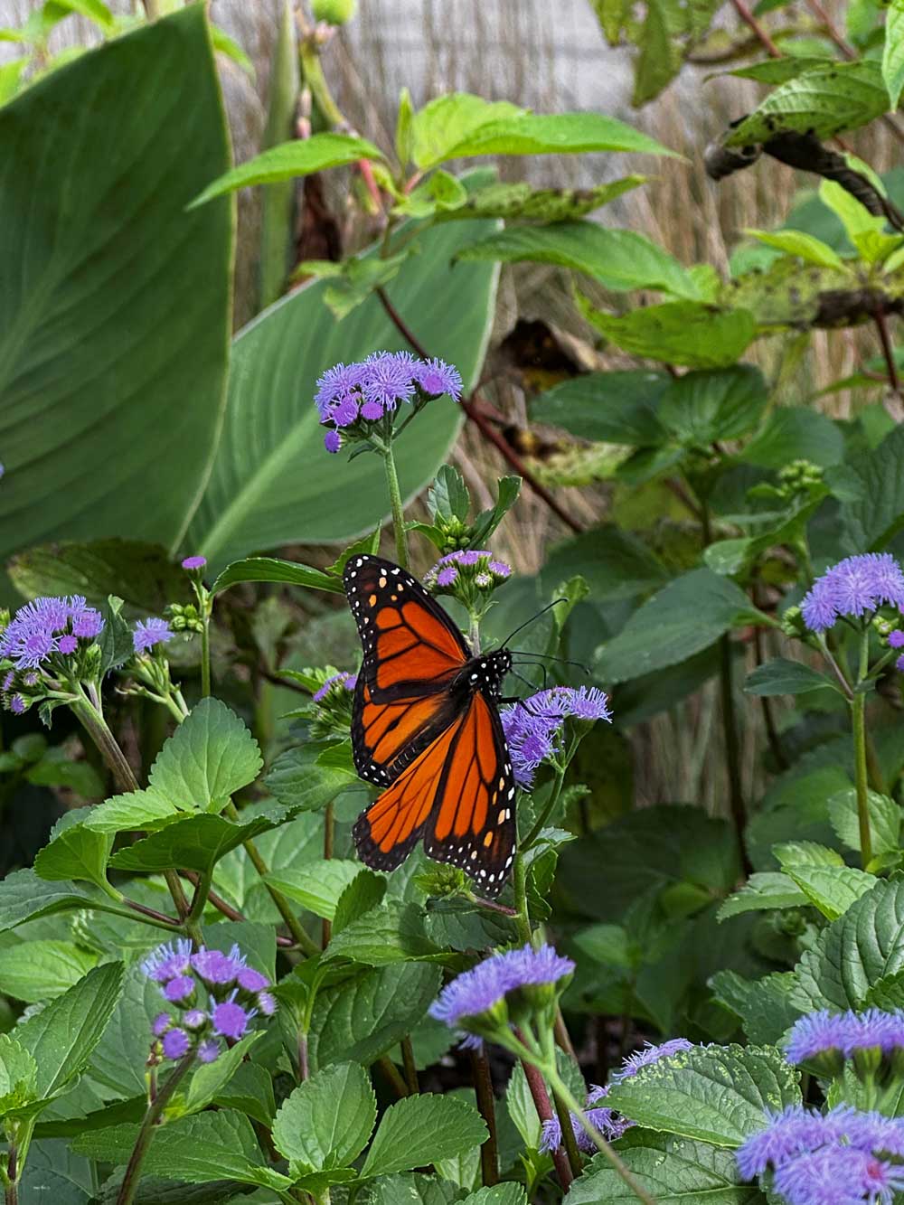 butterfly on native plant
