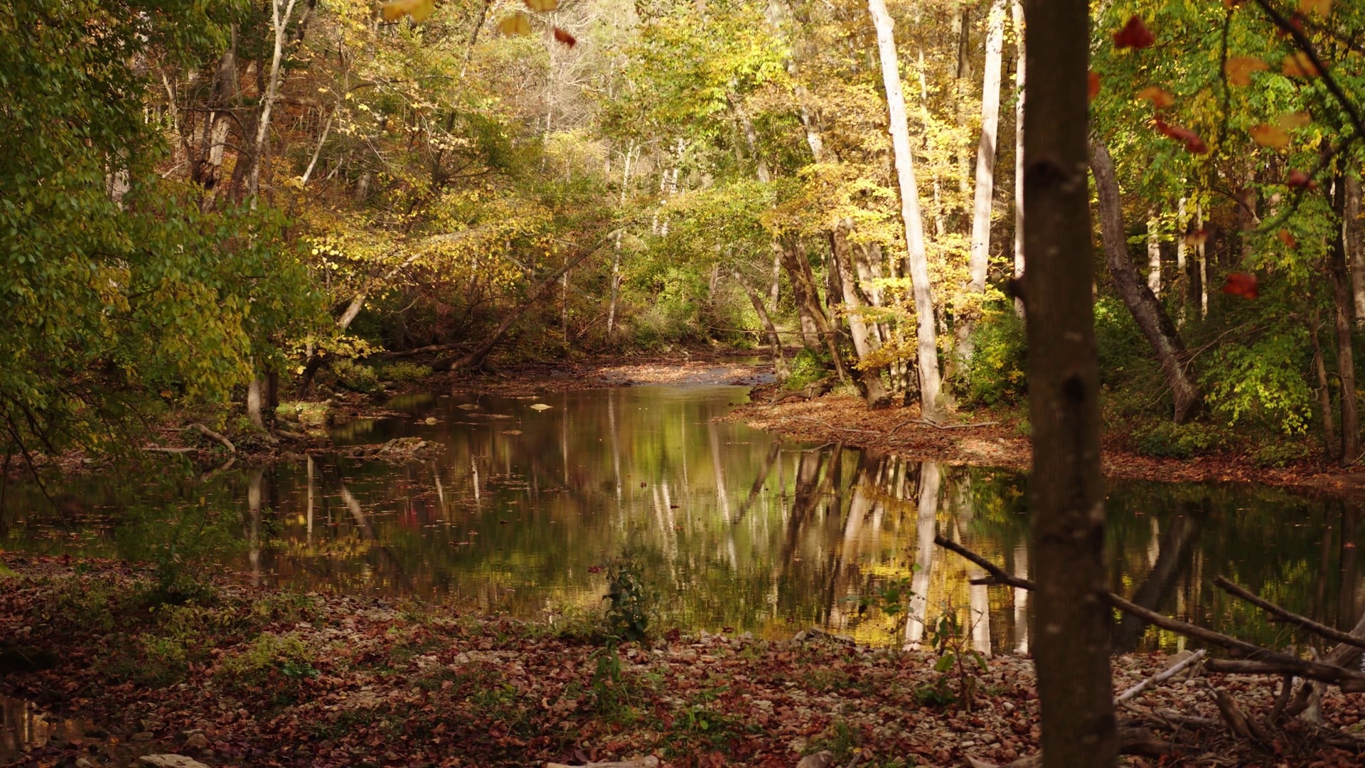 The 8 Best Places In Ohio To See Fall Foliage 5 Still river pool reflecting yellow sycamores at John Bryan State Park near Yellow Springs