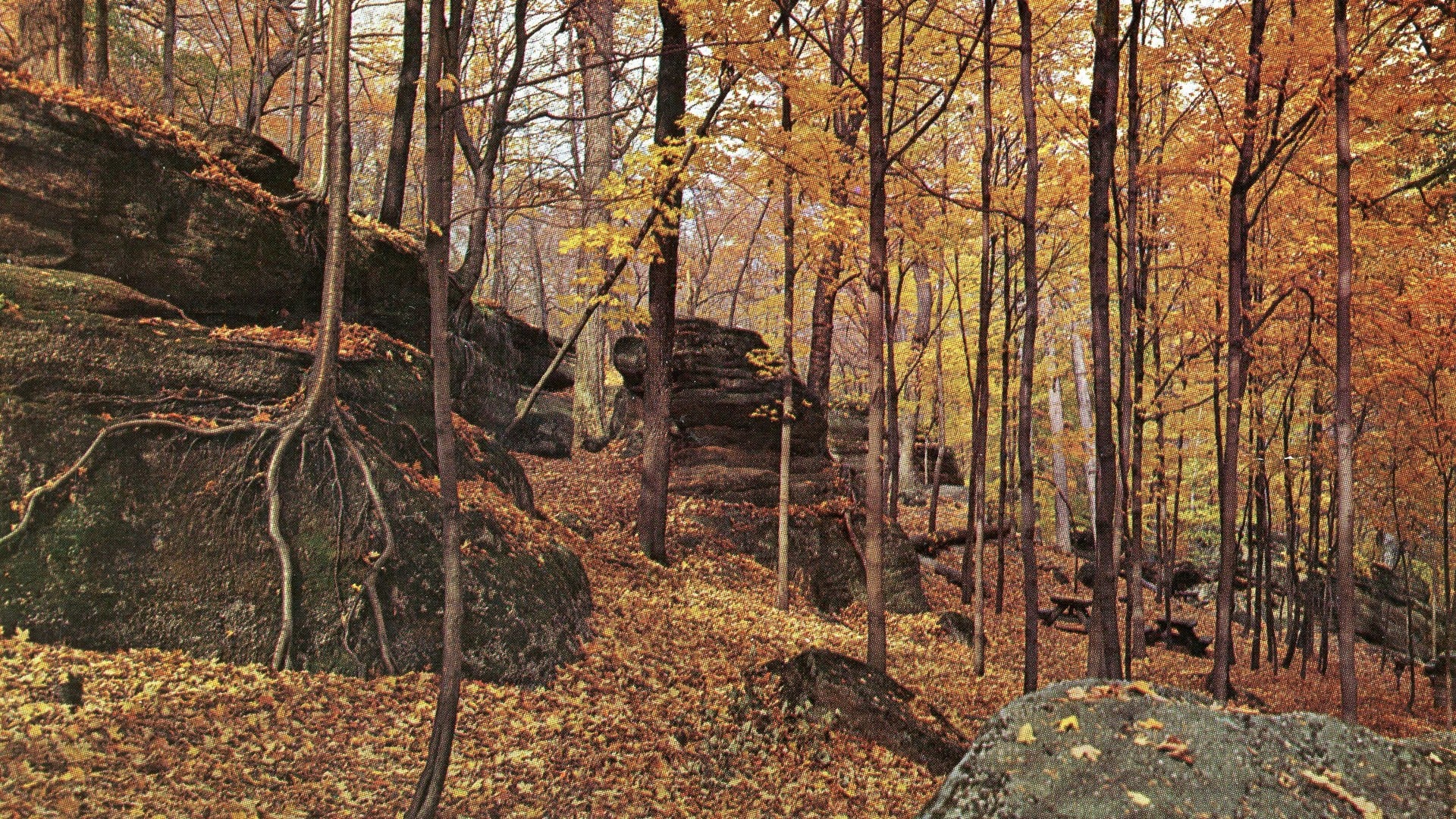 The 8 Best Places In Ohio To See Fall Foliage 6 Gold fall maples above layered sandstone ledges at Nelson-Kennedy Ledges State Park on a postcard