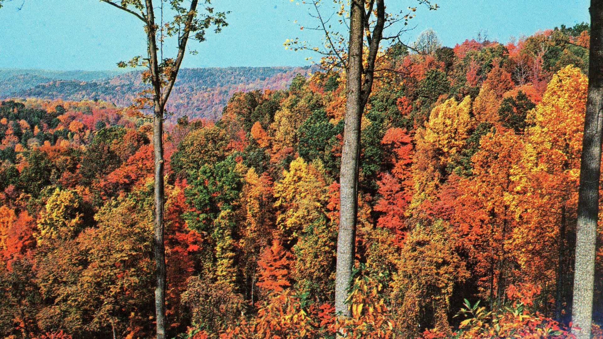 The 8 Best Places In Ohio To See Fall Foliage 7 Red and orange fall ridges seen through bare tree trunks along Ohio 125 near Shawnee State Forest on a postcard